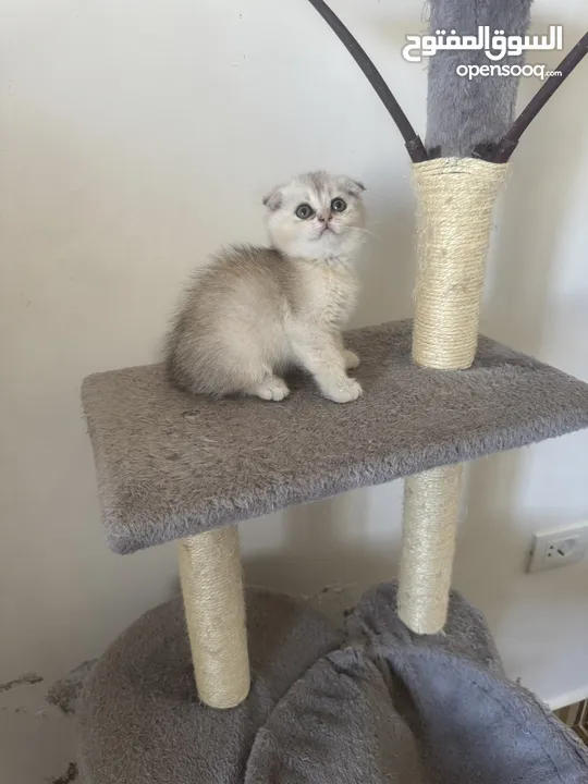 سكوتش تريبل فولد وستريت