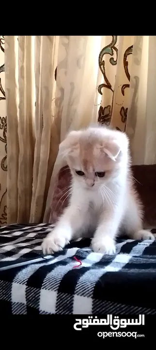 ذكر جولدن cy12من عائله مسجله ومستورده