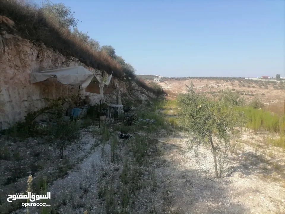قطعة ارض للبيع 5,300  فيها 80 زيتون وفيها 80شجر مشكل مثل لوز كرز خوخو وفيها 30 دوالي العمر 3سنين