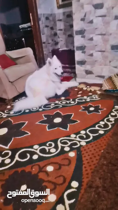 سموايد بيور