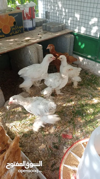 دجاج و صيصان البراهما العملاق