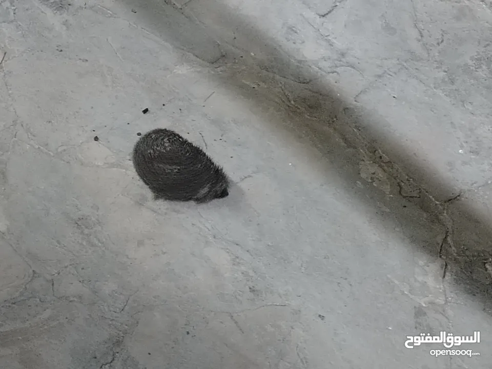 قنفذ للبيع صحه ونضافه