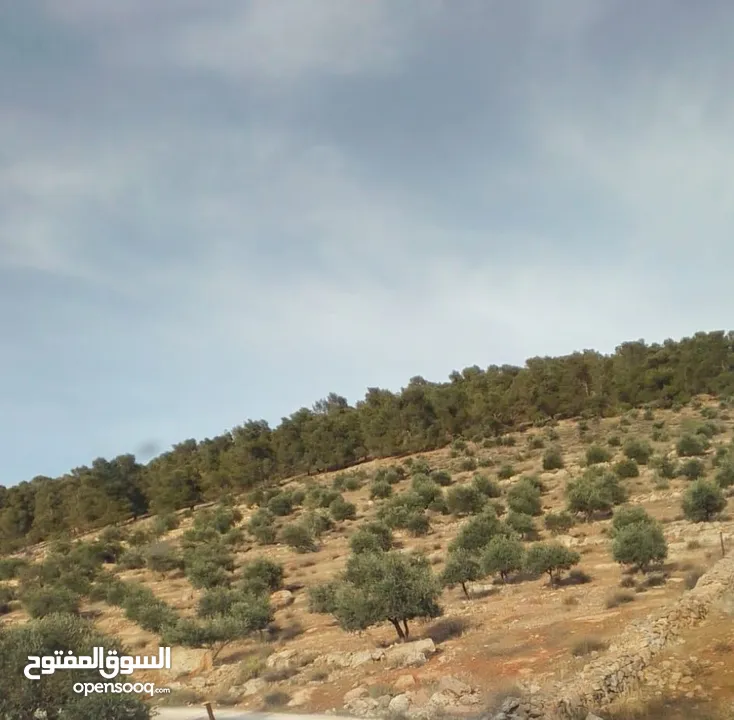 ارض مميزه لليع