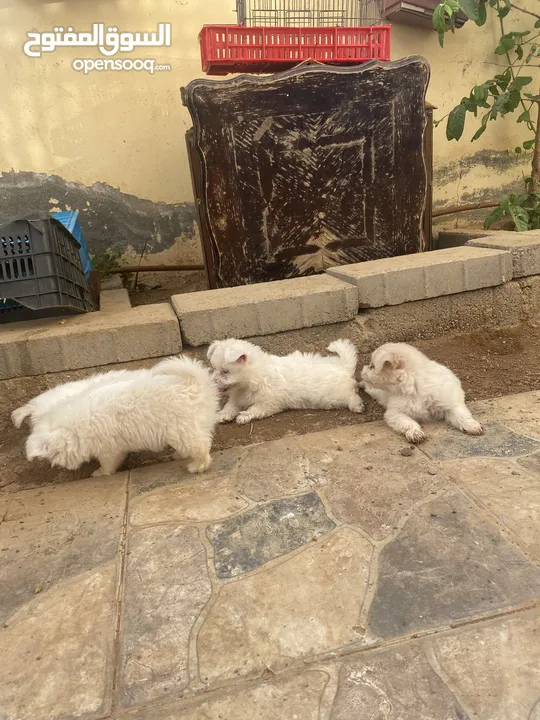جراوه فرنسي للبيع