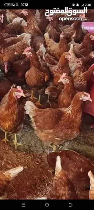 دجاج احمر بياض للبيع اقره الوصف