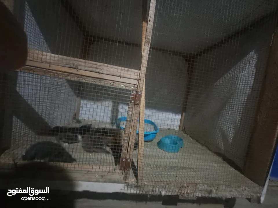 قفص مستعمل يدوي متر ونصف في 80 سم.................................................................