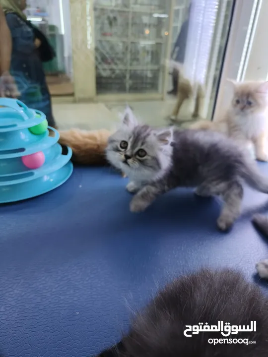 Ragdoll, Scottish fold, British short hair, persian kittens.