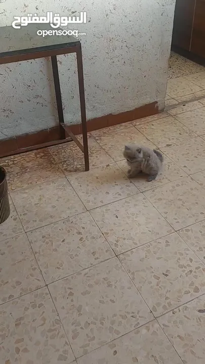 قطة أنثى (كتنز )نوع هملايا للبيع