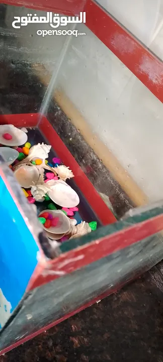 حوض سمك زجاجي بحاله ممتازه جدا
