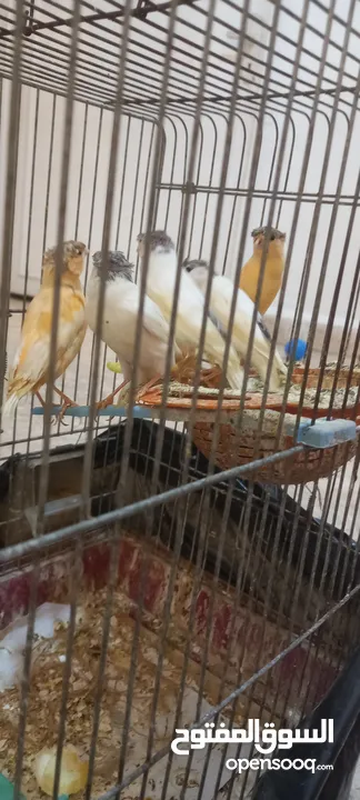 عصافير مقنبرات