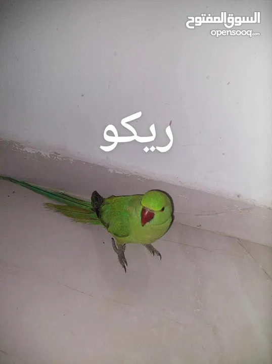 ببغاء درارة  هندي كوكو عمر سنة وريكو عمر سنة ونص اليف ولعوب ومدرب وصحتو جيدة جدا ومرح بلعب بالبيت .