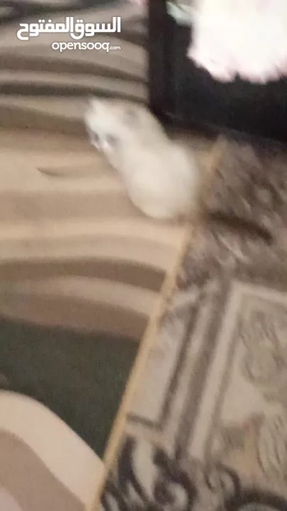 قط سكوتش فولد للبيع