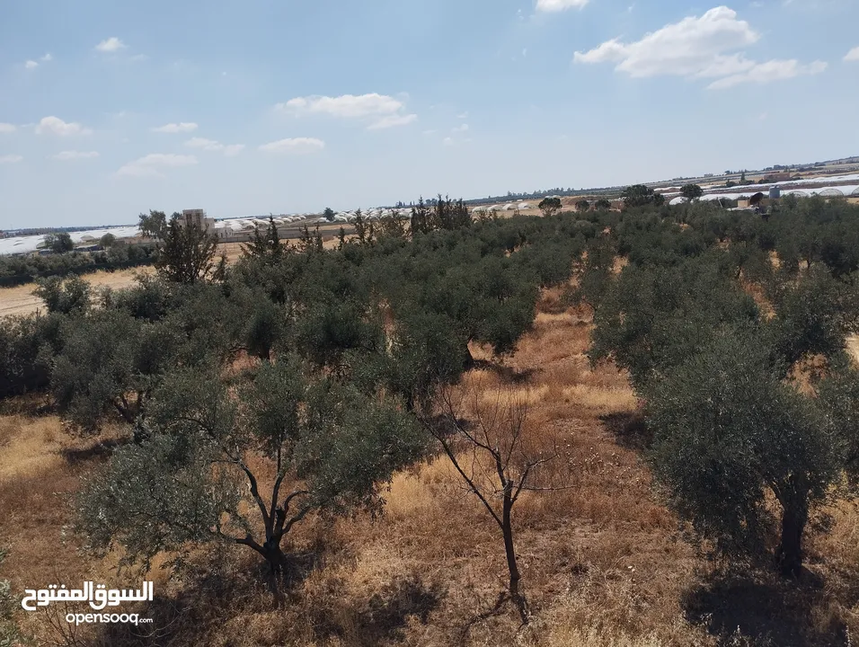 مزرعة للبيع ام العمد