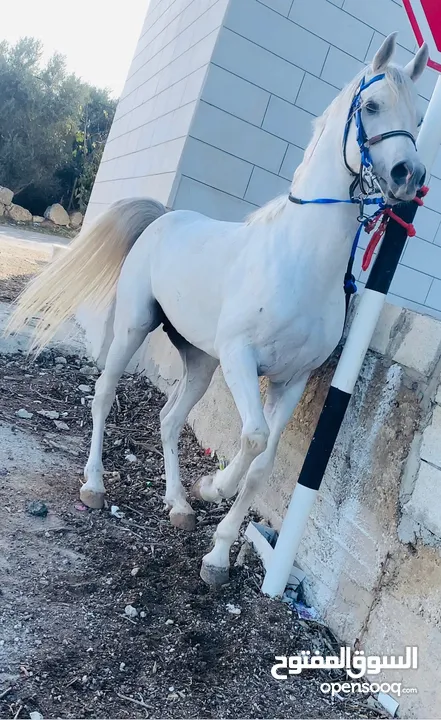 خيل فحل للبيع