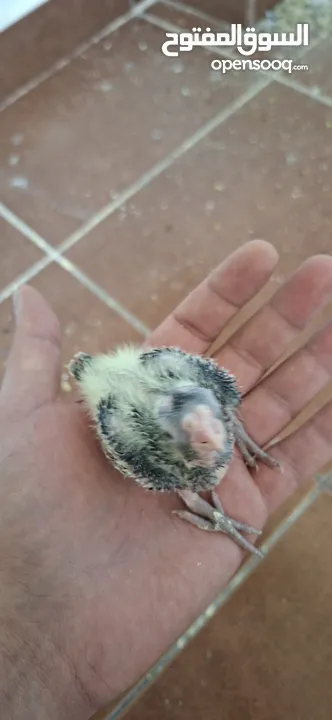 فــــــراخ روز وفــــــراخ كوكتيـــل للـــزق اليــــدوي