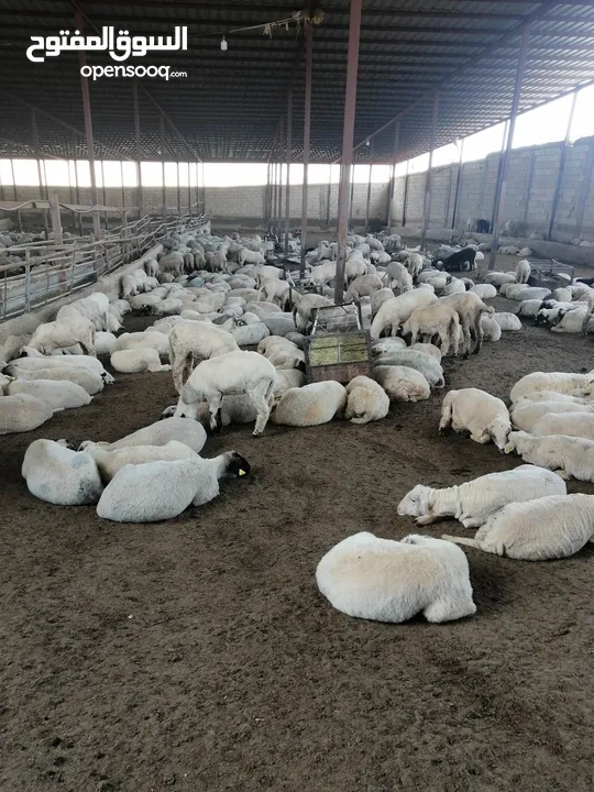 اضاحي عجول وغنم لبيع