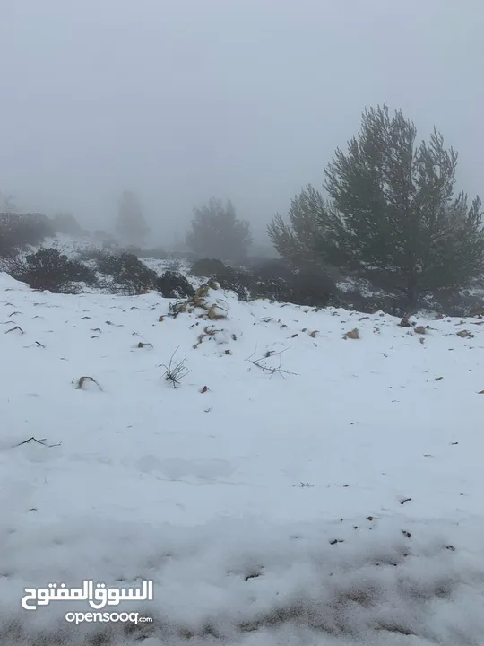 فرصة استثمارية! أرض زراعية مميزة بسعر مغري و بالقرب من أحراش الدولة للمزيد من المعلومات اقرأ الوصف