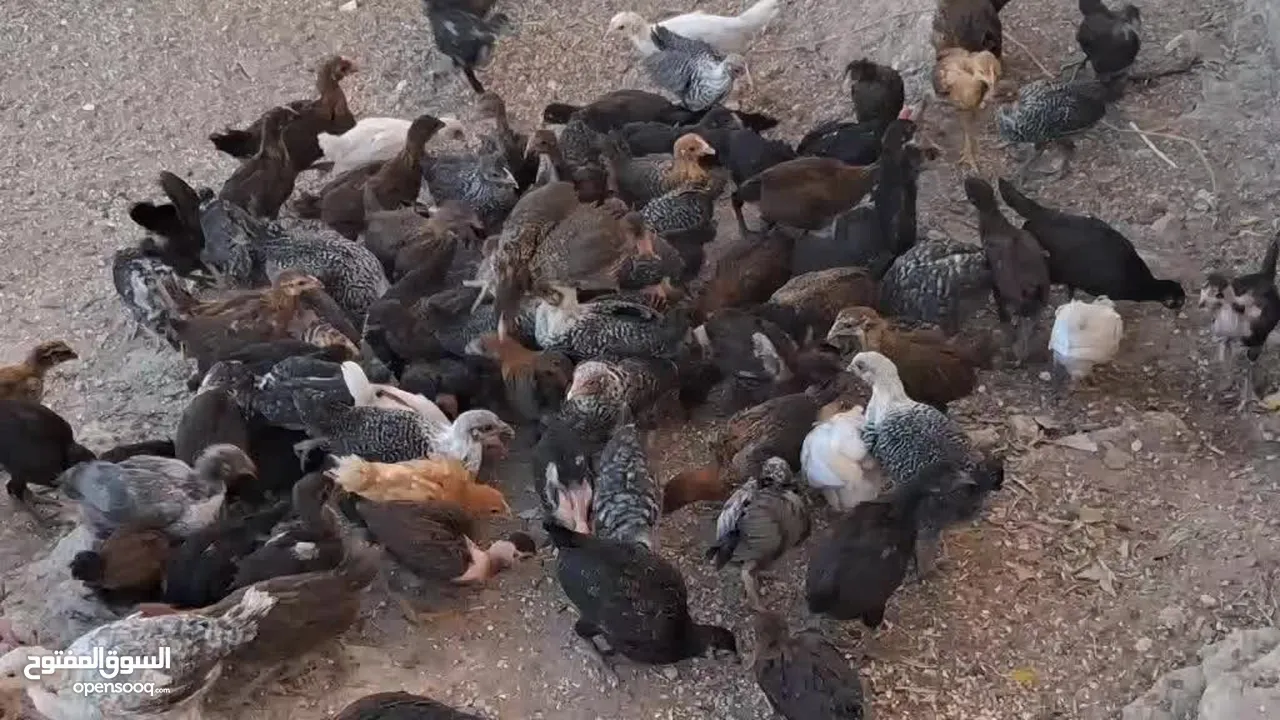 صيصان جاج بلدي
