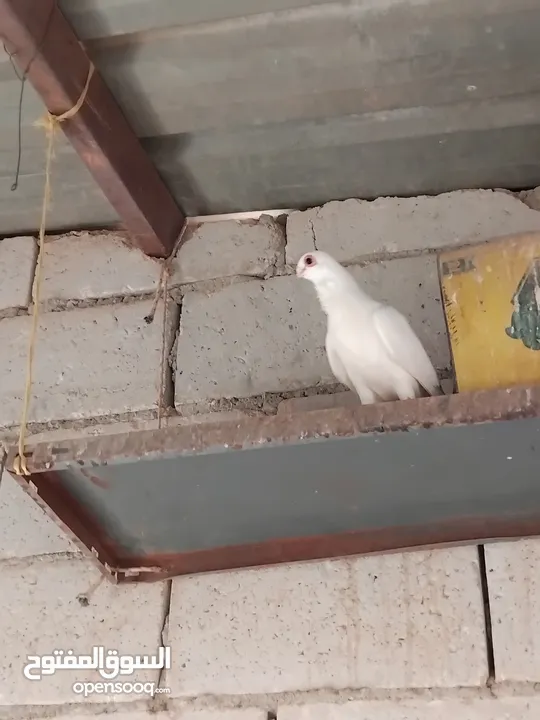 حمام نخب النخب  ثلاث جواز