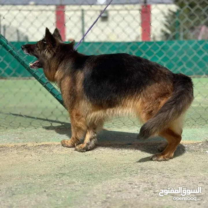 جيرمن شيبرد شولاين بسعر مغري