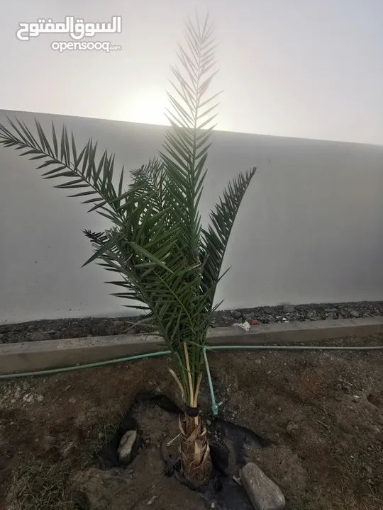 فسيله سكري السعوديه