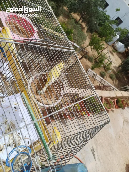 عصافير كنار للبيع جواز جاهزه في  اشي مع بيض واشي مش مع بيض وفي فراخ صغار جواز