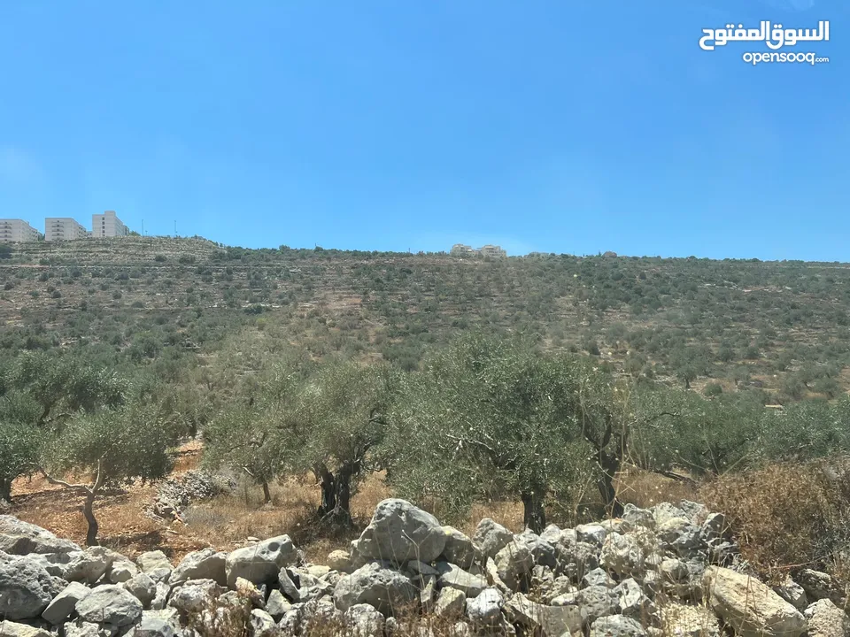 Land for Sale – Marda, Salfit (13.8 Donums)  أرض للبيع – مردة، سلفيت (13.8 دونم)