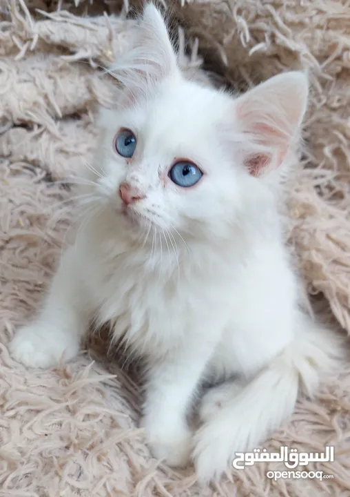 قطة انثى مكس شيرازي شهرين