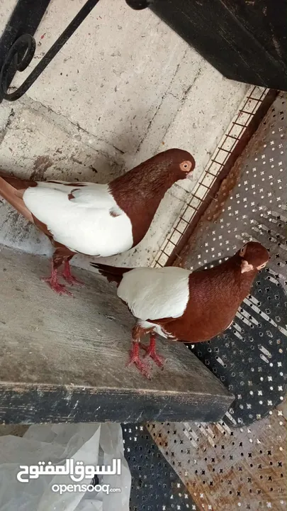 جواز حمام للبيع