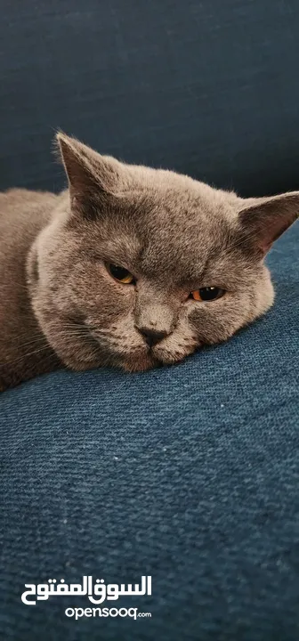 British short hair and Scottish Triple fold