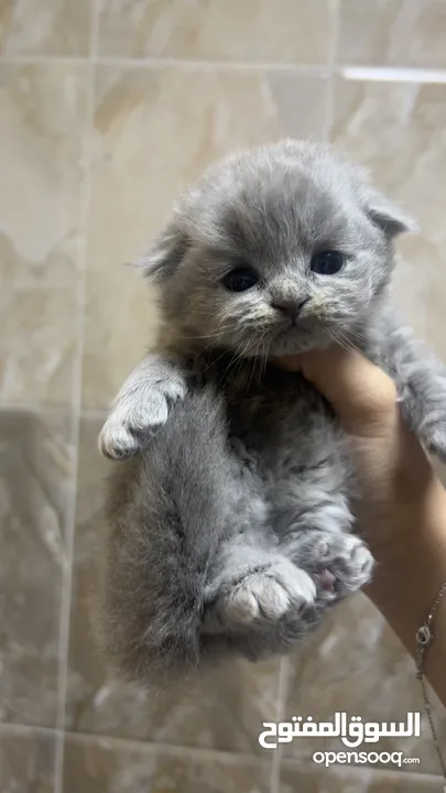 Scottish fold سكوتش فولد