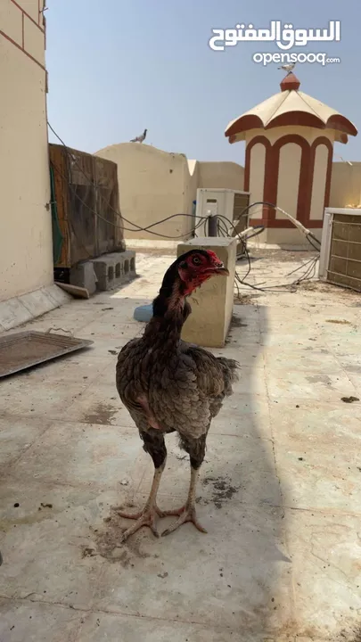 دجاج باكستانيات  شوف الوصف