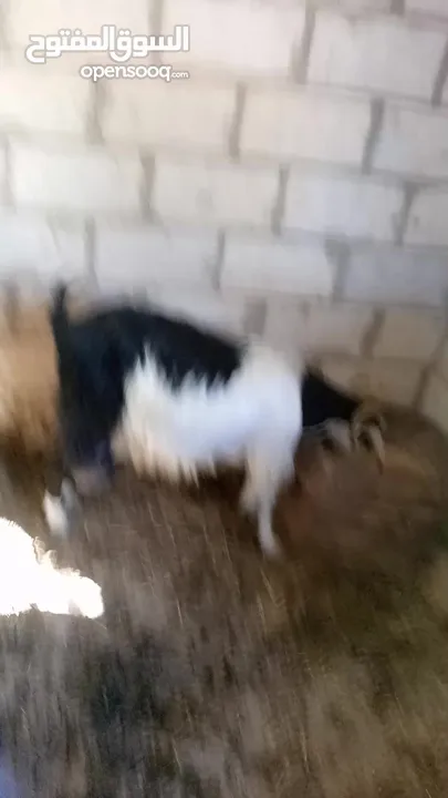 بسم الله ماشاء الله 14 راس غنم من ضمنهم شعريتين وتيس وعنزه وراها توم جدايه