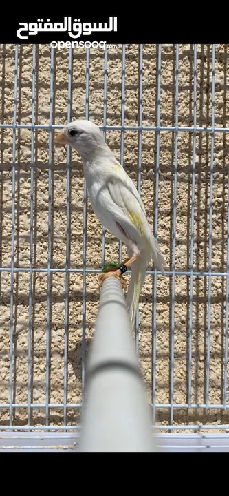 كنار وجنه وحب شوف الوصف