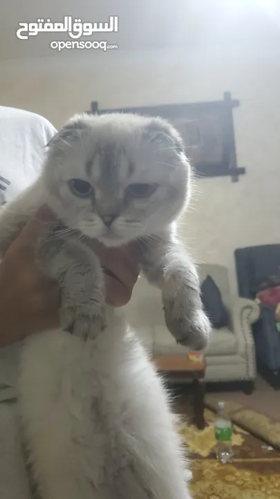 قطط للبيع بسعر مناسب