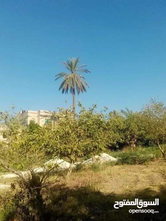 ارض للبيع في الحمه الاردنيه مزروع جوافه وكل انواع الحمضيات بثلاثه قواشين مستقلات ومتلاصقات لمالك واح