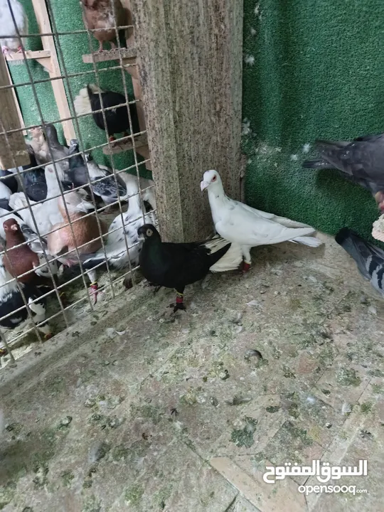 طيور حمام بسعر حرق 2