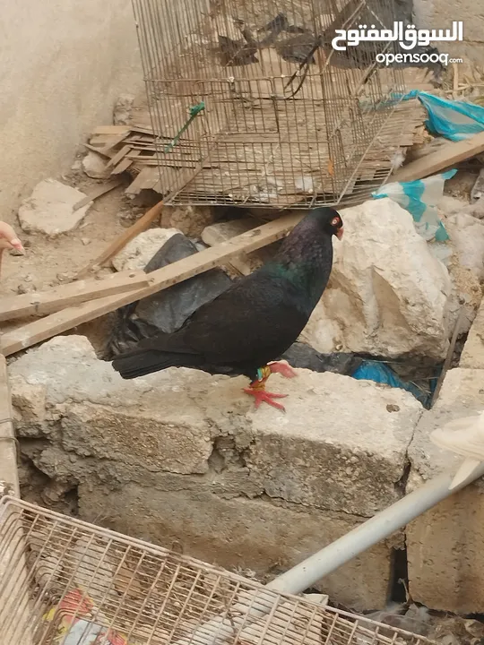 جوز سلفر مع فراخهم