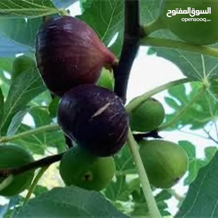 تين تركي براون Fig Fruit