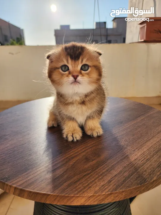 سكوتش فولد ny25 مستوى عالي جدا scottish fold