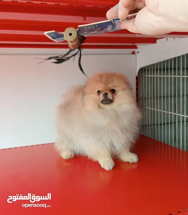 Imported Pomeranian Puppies