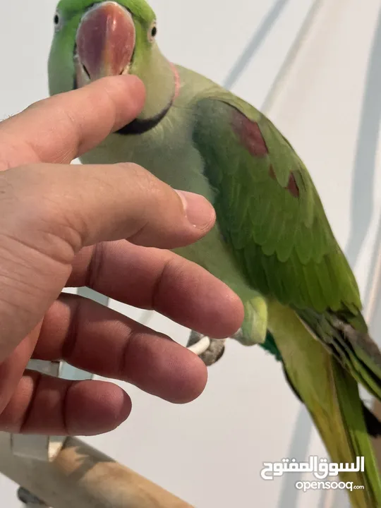 ببغاء الدرة النيبالي ringneck parrot