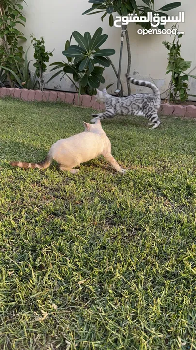 Pure bengal kittens