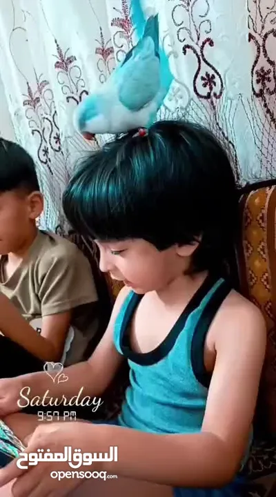 ببغاء كويكر. و دره. و فراخ دره و كويكر  تابع وصف طيور بسعر حرق