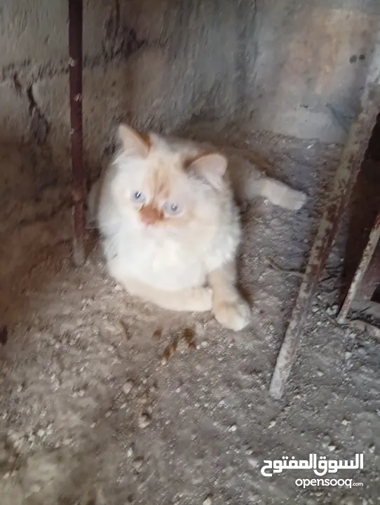 متوفر لدينا قطاط شرزي