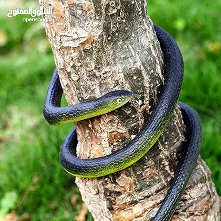 مقالب  رعب و نهفات مزح  حشرات دود   و اقعى صرصور و عنكبوت مقلب صدمه مصنعه من السيلكون