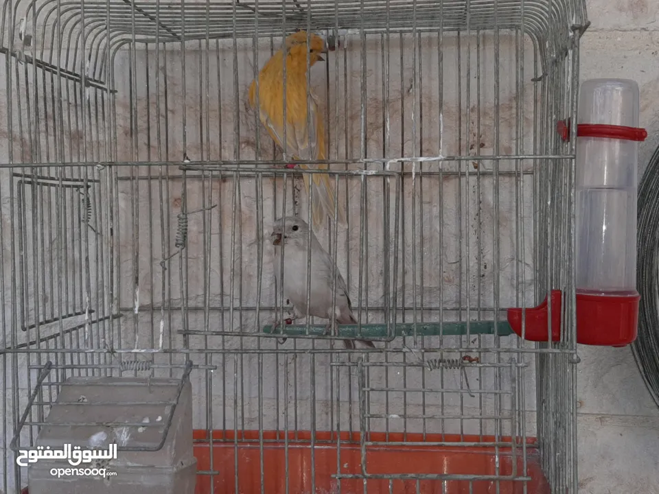 3جواز كنارات للبيع جواهز
