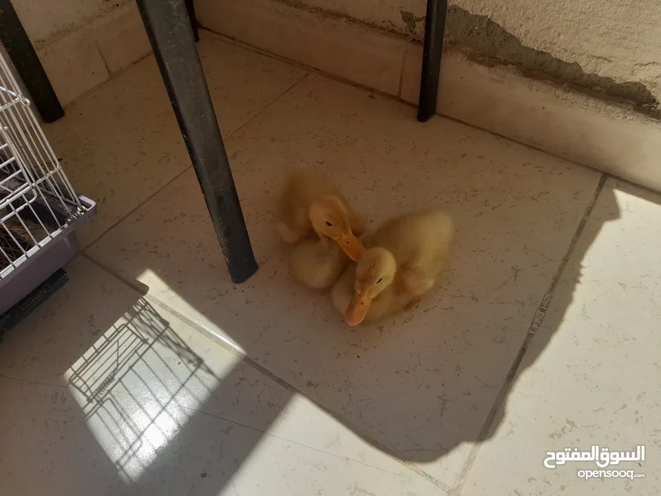 بط عدد 2للبيع عمر شهر