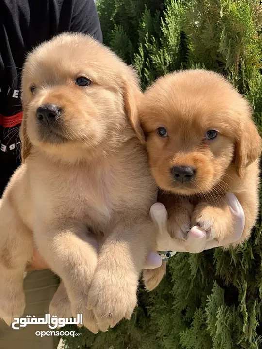 جولدن ريتريفر Golden retriever