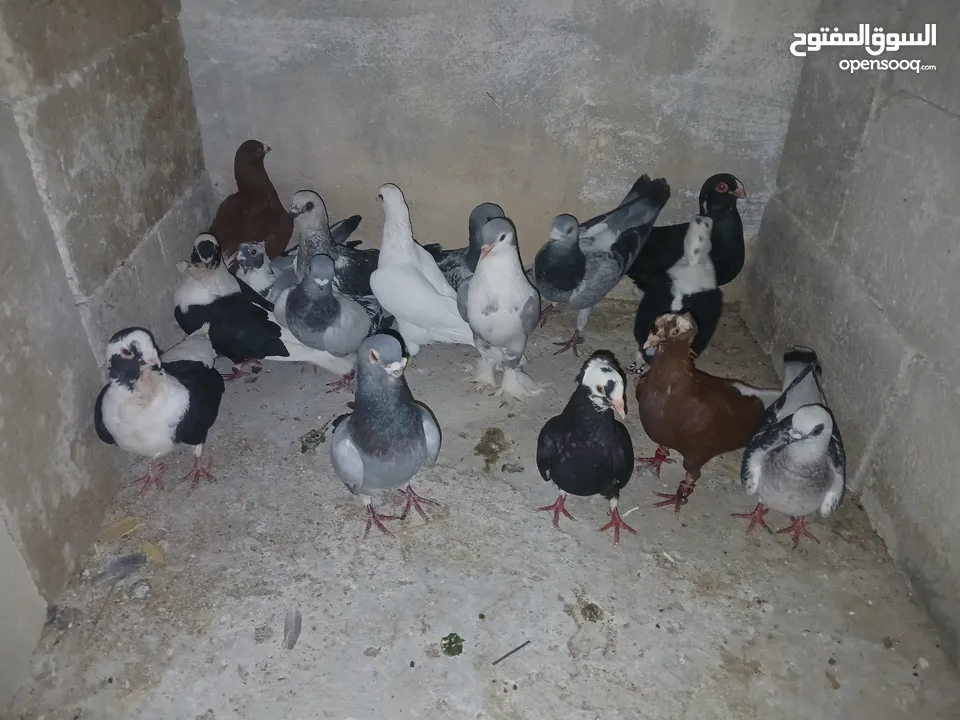 كوم كامل للبيع  دينارين ونص الحبه زق وكش الفحول كلها كش